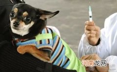 狗狗什么时候打疫苗