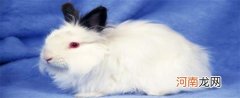 宠物小白兔好养吗 ？新手须注意什么？优质