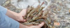 北极虾的虾头可以吃吗 北极冰虾的头能吃吗