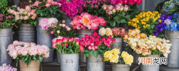 学花市选花技巧助你养好花 花市选花有什么技巧