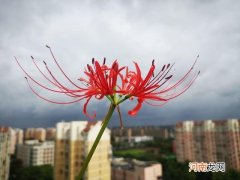 民间传说不吉利的5种花 为什么说海棠花不吉利
