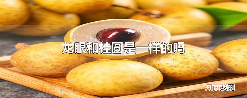 龙眼和桂圆是一样的吗优质