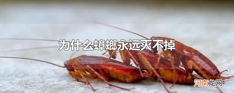 为什么蟑螂永远灭不掉优质