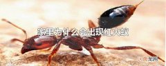 家里为什么会出现红火蚁优质
