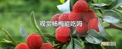 观赏杨梅能吃吗优质