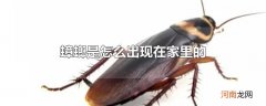 蟑螂是怎么出现在家里的优质