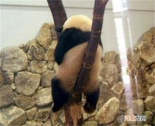 出现了史上最寂寞熊猫 熊猫熊猫你在干嘛呢