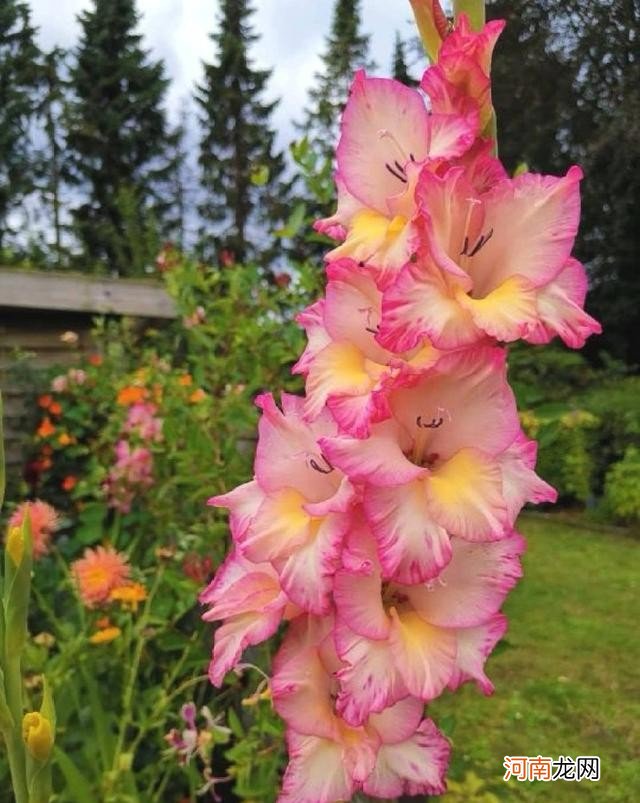 8种儒雅花适合送给老师 教师节送什么花最好看