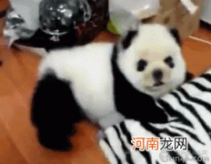 染成黑白熊猫色的狗