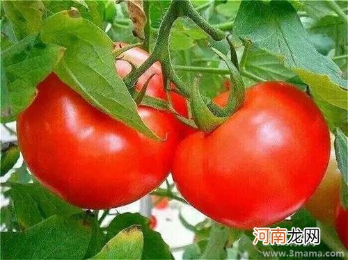 吃番茄有利健康但生吃无用
