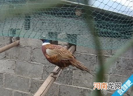 怎样捕捉野鸡