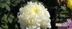 菊花中最珍贵的品种 菊花中最珍贵的品种是什么品种