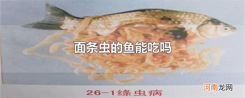 面条虫的鱼能吃吗优质