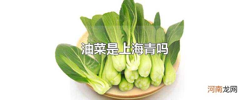 油菜是上海青吗优质