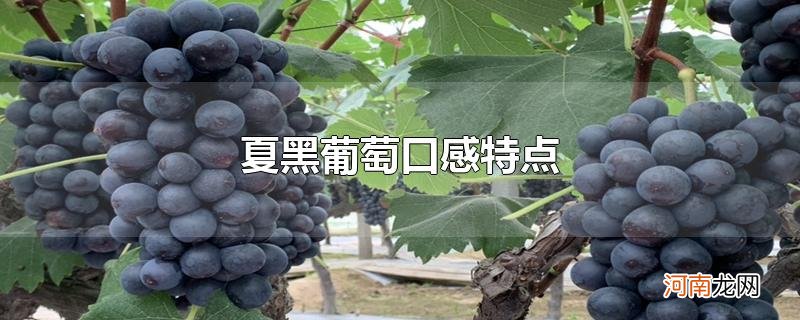 夏黑葡萄口感特点优质