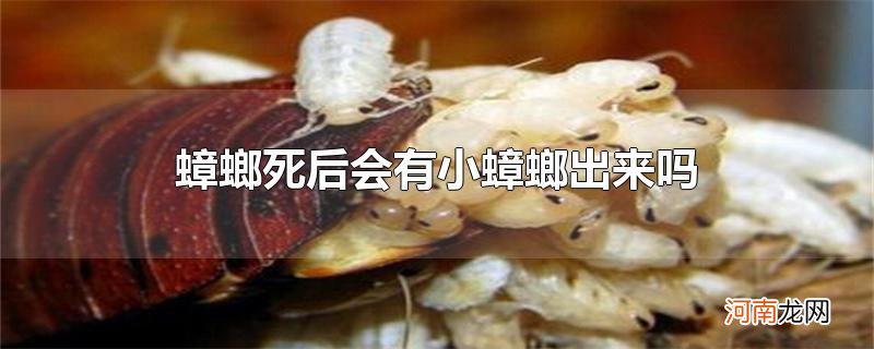 蟑螂死后会有小蟑螂出来吗优质