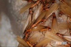 有效防治白蚁的四种方法 发现白蚁怎么处理