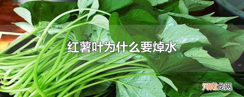 红薯叶为什么要焯水优质