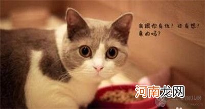 猫咪不吃东西了怎么办？改善猫咪不吃饭的方法介绍！