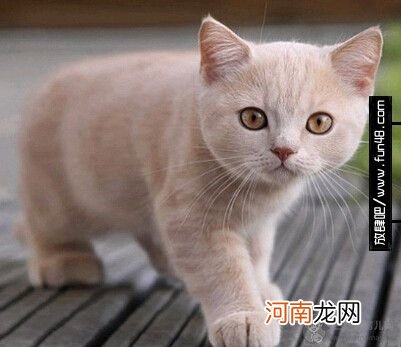 猫咪不吃东西了怎么办？改善猫咪不吃饭的方法介绍！