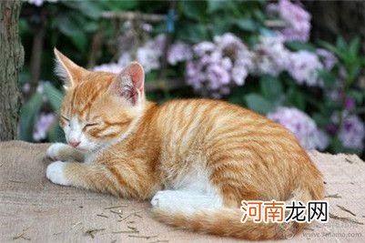 猫咪不吃东西了怎么办？改善猫咪不吃饭的方法介绍！