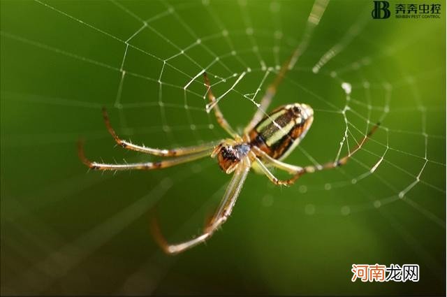 驱逐蜘蛛最有效的方法 家里出现蜘蛛该怎么办