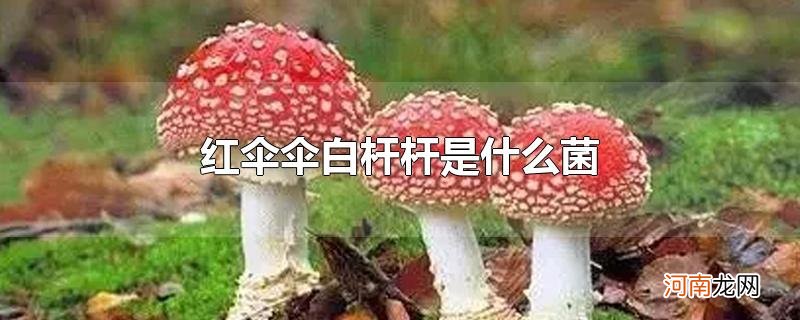 红伞伞白杆杆是什么菌优质