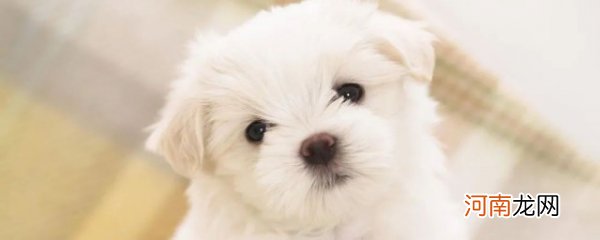 多见宠物犬20种 20种多见宠物犬介绍