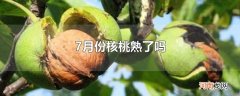 7月份核桃熟了吗优质