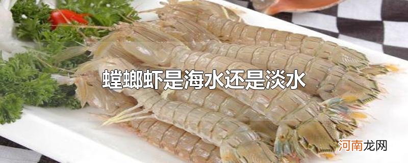 螳螂虾是海水还是淡水优质