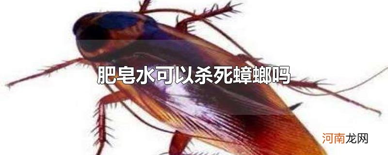 肥皂水可以杀死蟑螂吗优质