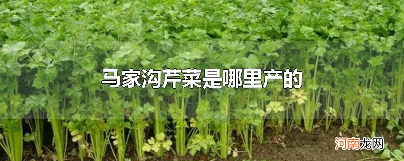 马家沟芹菜是哪里产的优质