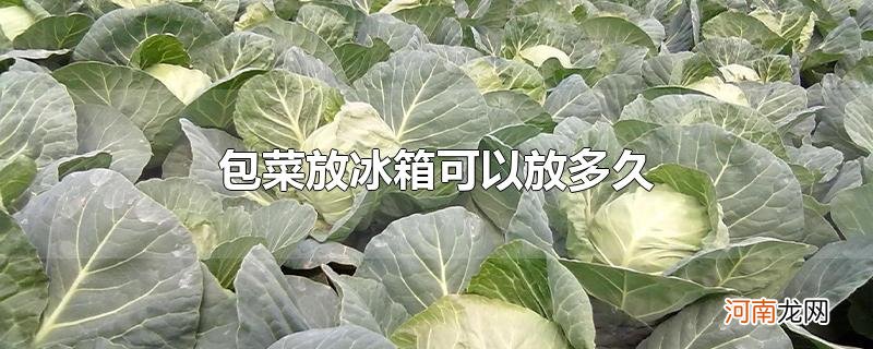 包菜放冰箱可以放多久优质