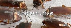 北京蟑螂为什么那么多优质