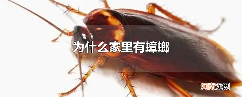 为什么家里有蟑螂优质