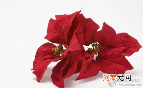 春季孕妈赏花 六种常见花最好要远离