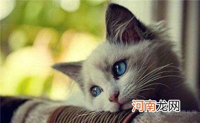 如何判断猫是否怀孕了？猫咪交配怀孕的知识介绍！