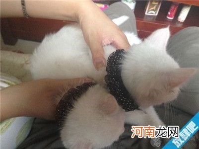 如何判断猫是否怀孕了？猫咪交配怀孕的知识介绍！