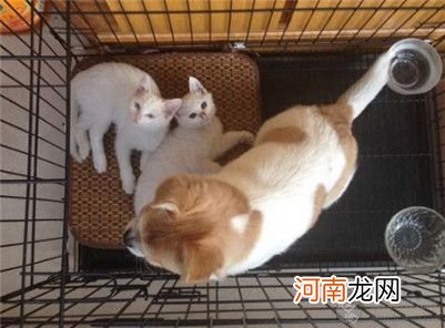 如何判断猫是否怀孕了？猫咪交配怀孕的知识介绍！