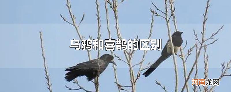 乌鸦和喜鹊的区别优质