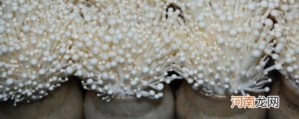 金针菇种植过程 如何种植金针菇