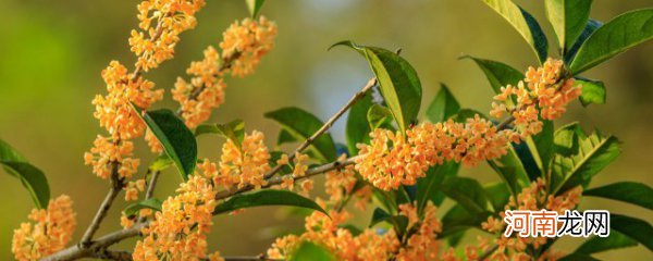 罗勒桂花茶的做法 桂花茶制作方法的介绍