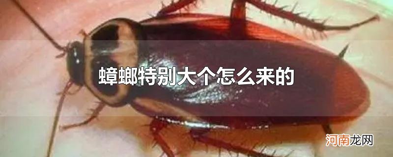 蟑螂特别大个怎么来的优质