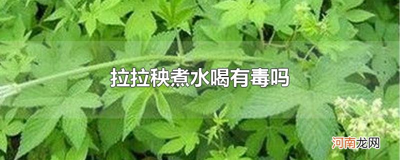 拉拉秧煮水喝有毒吗优质