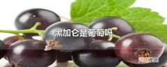 黑加仑是葡萄吗优质