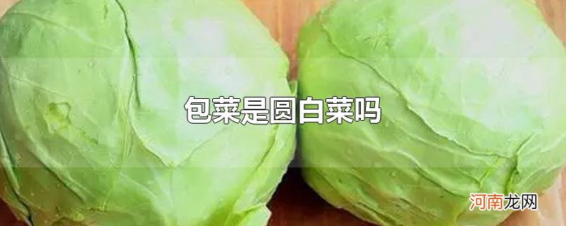 包菜是圆白菜吗优质