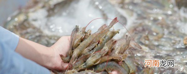 红烧基围虾做法 红烧基围虾怎么做