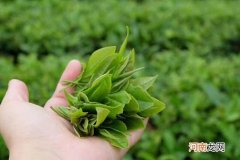 白茶的6大核心树种