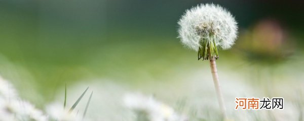 写出三种植物种子的传播方法 三种植物种子的传播方法有哪些