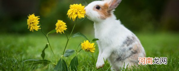 给兔子取什么名字最好 给兔子取名有什么呢